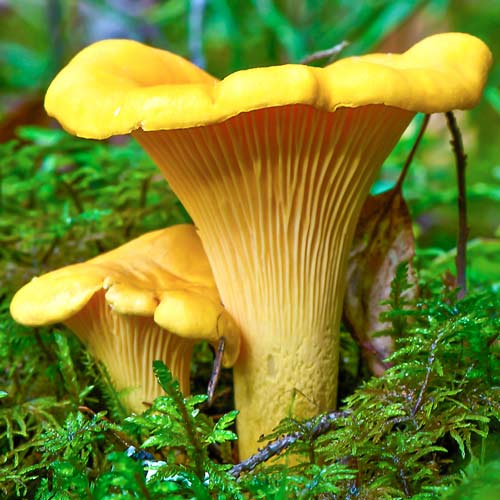 Gălbiori (Bureți galbeni) imagine 2 articol 9733