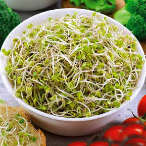 Germeni Broccoli imagine 1 articol 66924