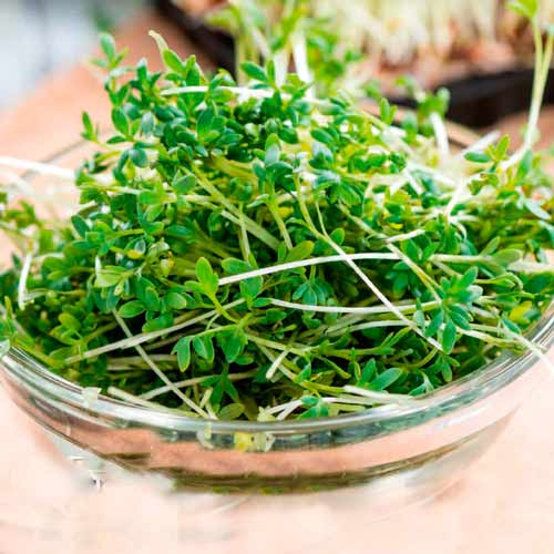 Germeni Cardamon XXL imagine 1 articol 66941