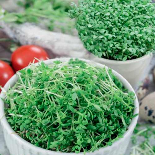 Germeni Cardamon imagine 1 articol 66940