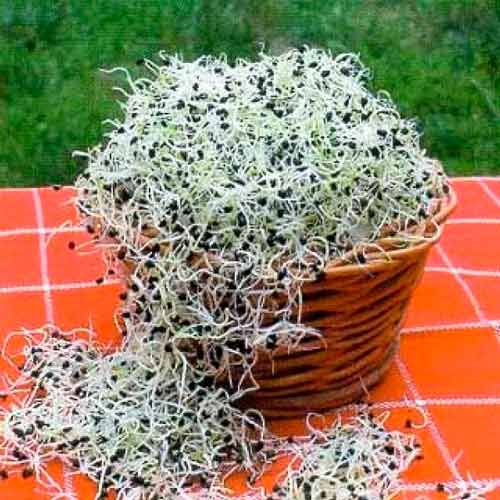 Germeni Ceapă imagine 1 articol 66925