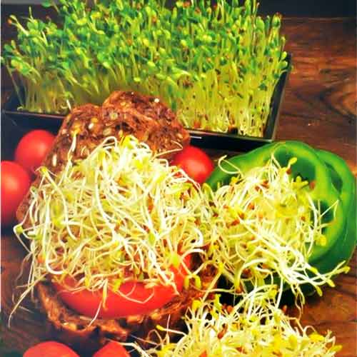 Germeni Duet amestec pentru sănătate imagine 1 articol 66956