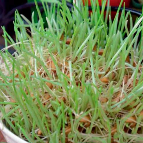 Germeni Grâu imagine 1 articol 66938