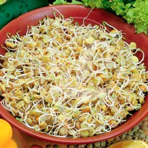 Germeni Linte XXL imagine 1 articol 66946