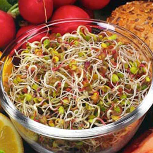 Germeni Ridiche imagine 1 articol 66942