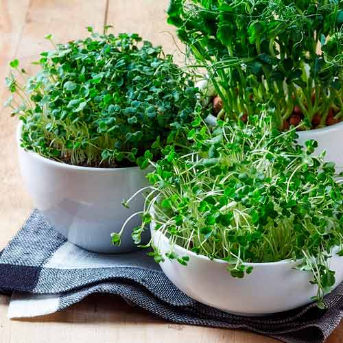 Germeni Rucola Rocket imagine 1 articol 66939