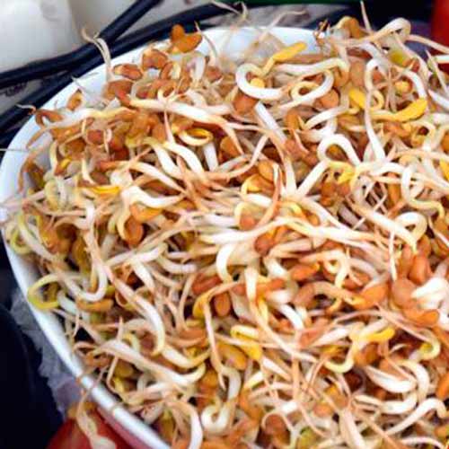 Germeni Schinduf imagine 2 articol 66934