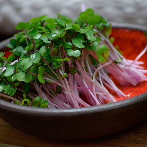 Germeni Varză Kale imagine 1 articol 66931