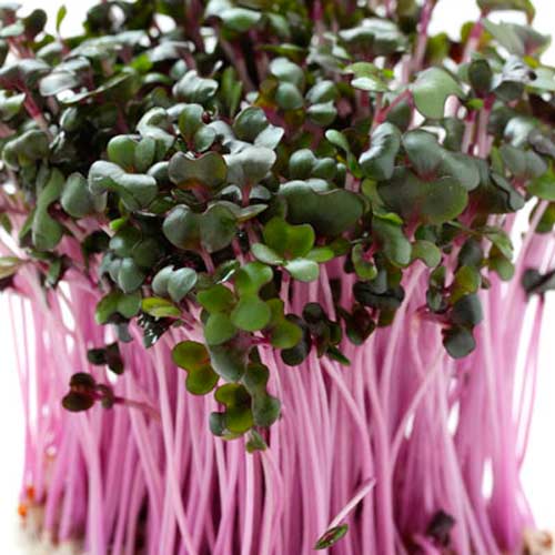 Germeni Varză Roșie imagine 1 articol 66933