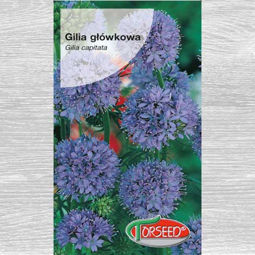 Gilia główkowa interface.image 1 interface.art 77534