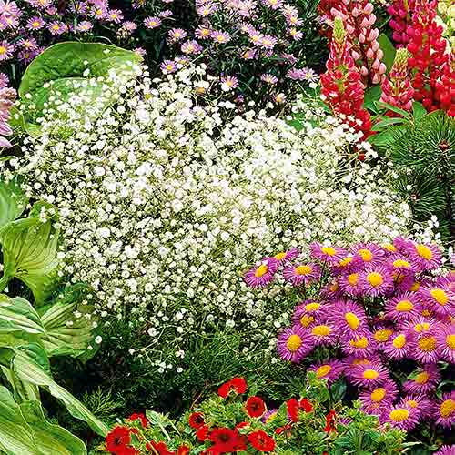 Гипсофила бяла изображение 1 артикул 96538