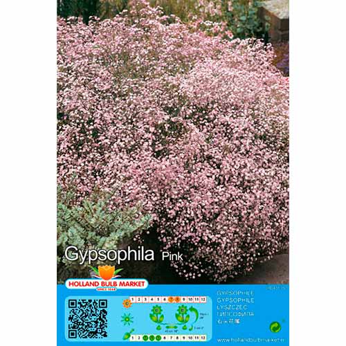 Gipsówka (Gypsophila) Pink interface.image 1 interface.art 76453