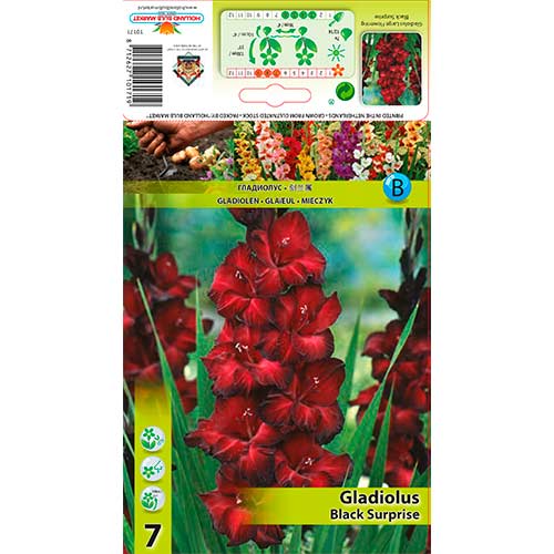 Гладиола Black Surprise изображение 1 артикул 76243