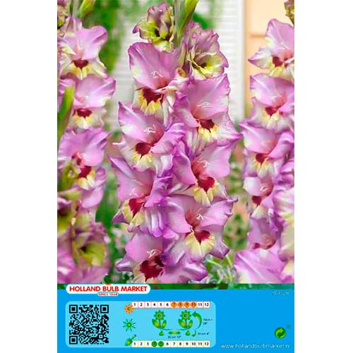 Гладиола Bono's Memory изображение 1 артикул 76440