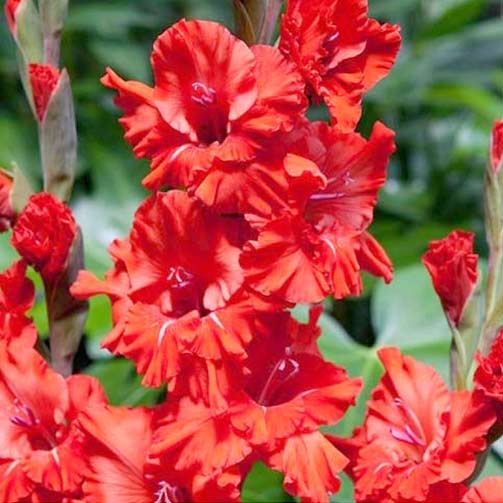 Гладиола Fire Ruffle изображение 1 артикул 70395