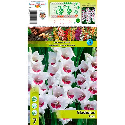 Gladiola (Mieczyk) Ajax interface.image 1 interface.art 76588