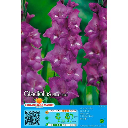 Gladiola (Mieczyk) Blue Isle interface.image 1 interface.art 76439