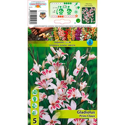 Gladiola (Mieczyk) Prins Claus interface.image 1 interface.art 76332