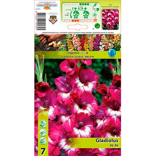 Gladiola (Mieczyk) Jo Jo interface.image 1 interface.art 76247