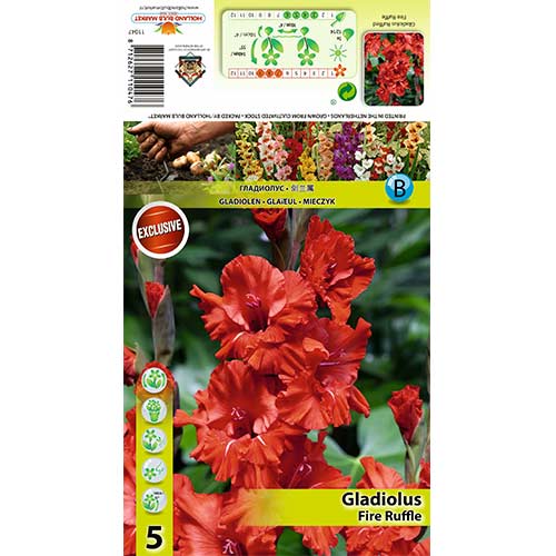 Gladiola (Mieczyk) Fire Ruffle interface.image 1 interface.art 70395
