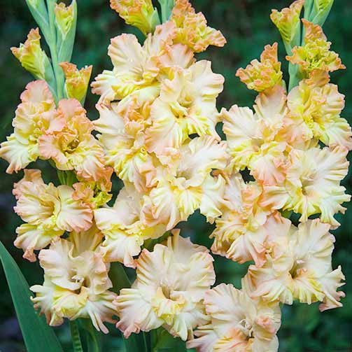 Gladiola (Mieczyk) karbowany Rumba Frizzle interface.image 1 interface.art 67173
