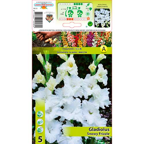 Gladiola (Mieczyk) Snowy Frizzle interface.image 1 interface.art 70401