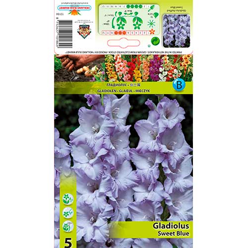 Gladiola (Mieczyk) Sweet Blue interface.image 1 interface.art 76254