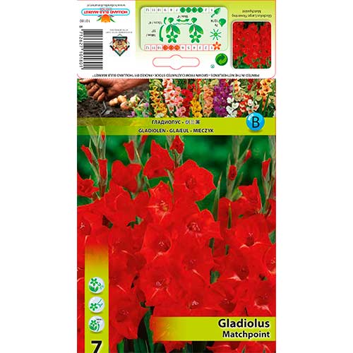 Gladiola (Mieczyk) Matchpoint interface.image 1 interface.art 76248