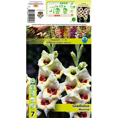 Gladiola (Mieczyk) Messina interface.image 1 interface.art 70397