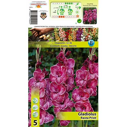 Gladiola (Mieczyk) Rasta Print interface.image 1 interface.art 70399