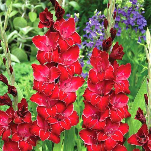 Gladiola (Mieczyk) wielkokwiatowy Baccara interface.image 1 interface.art 68267