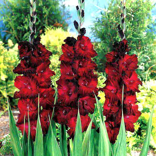 Gladiola (Mieczyk) wielkokwiatowy Black Jack interface.image 1 interface.art 67158