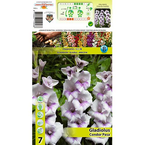 Gladiola (Mieczyk) wielkokwiatowy Condor Pasa interface.image 1 interface.art 70394