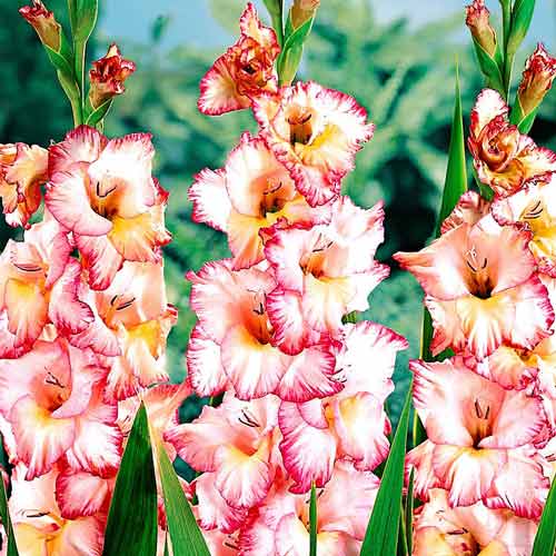 Gladiola (Mieczyk) wielkokwiatowy Priscilla interface.image 1 interface.art 68271