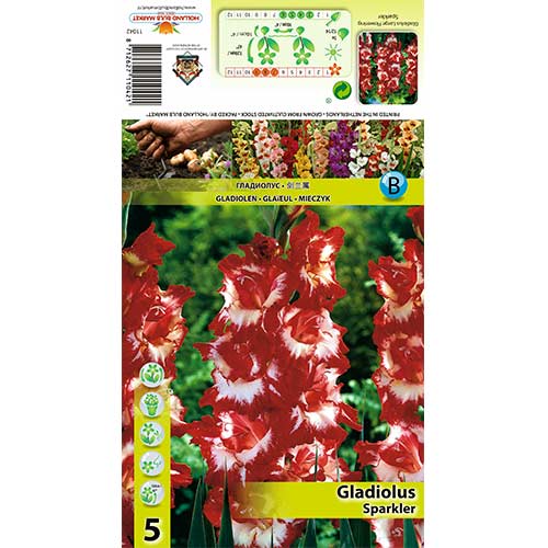 Gladiola (Mieczyk) Sparkler interface.image 1 interface.art 70402