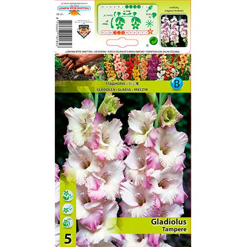 Gladiola (Mieczyk) Tampere interface.image 1 interface.art 76255