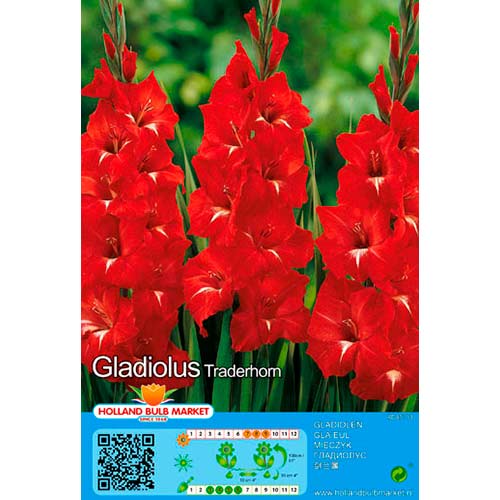 Gladiola (Mieczyk) wielkokwiatowy Traderhorn interface.image 1 interface.art 70465