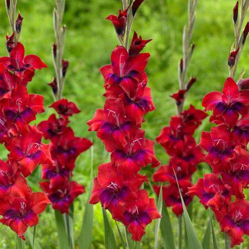 Gladiola (Mieczyk) wielkokwiatowy Tricolor interface.image 1 interface.art 68388