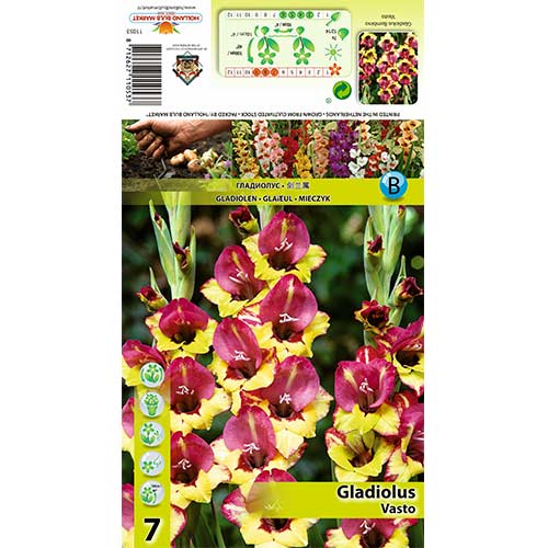 Gladiola (Mieczyk) wielkokwiatowy Vasto interface.image 1 interface.art 70405