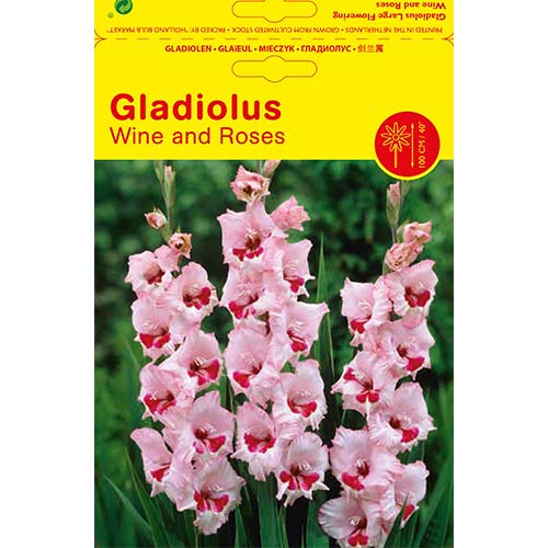 Gladiola (Mieczyk) Wine and Roses interface.image 1 interface.art 76451