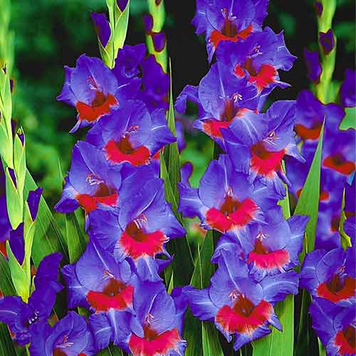 Gladiola (Mieczyk) wielkokwiatowy Red Baron interface.image 1 interface.art 67011