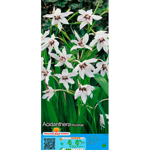 Gladiole stelate (Acidanthera Murielae) imagine 1 articol 76369