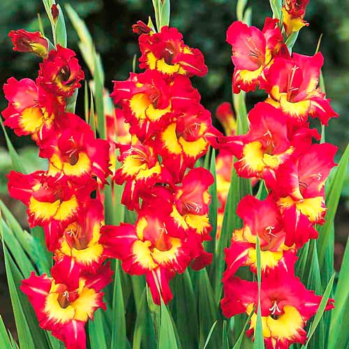 Гладиола Stereo изображение 1 артикул 70403