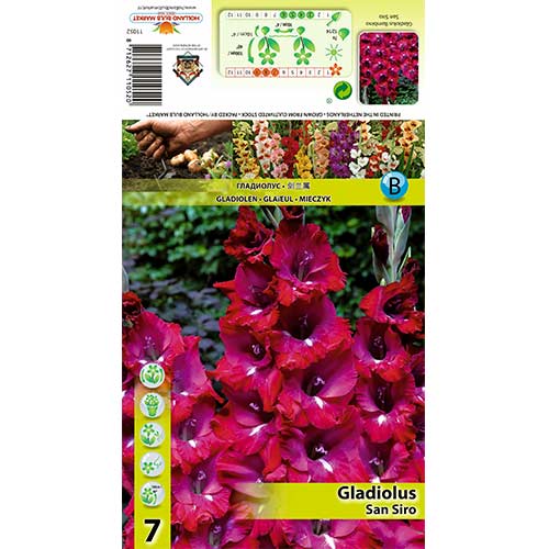 Gladiole San Siro imagine 1 articol 70400