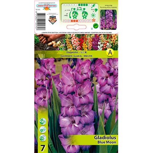 Gladiole Blue Moon imagine 1 articol 76244