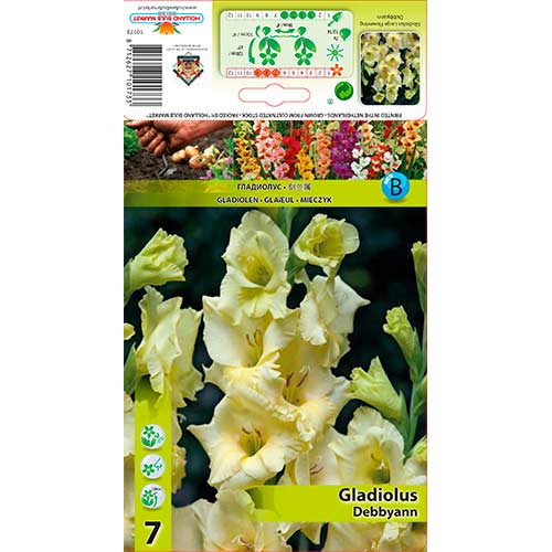 Gladiole Debbyann imagine 1 articol 76590