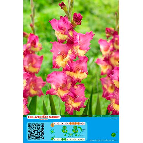 Gladiole Far West imagine 1 articol 76443
