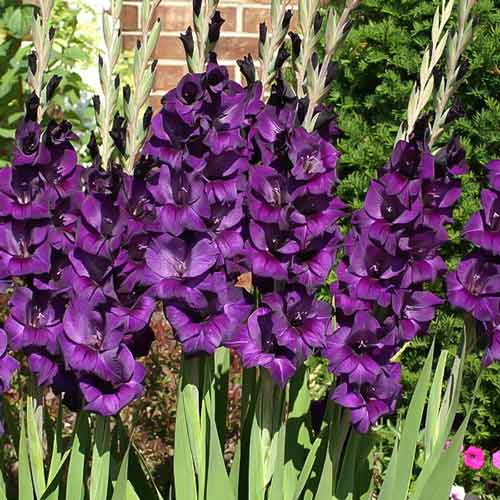 Gladiole grandiflora Black Velvet imagine 1 articol 68268