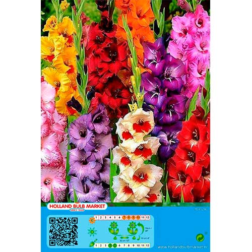 Gladiole mix multicolor imagine 1 articol 76446