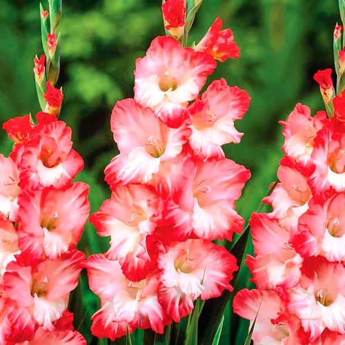 Gladiole grandiflora Pink Lady imagine 1 articol 68272